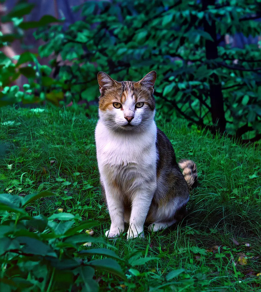 HST style autochrome photo of a cat